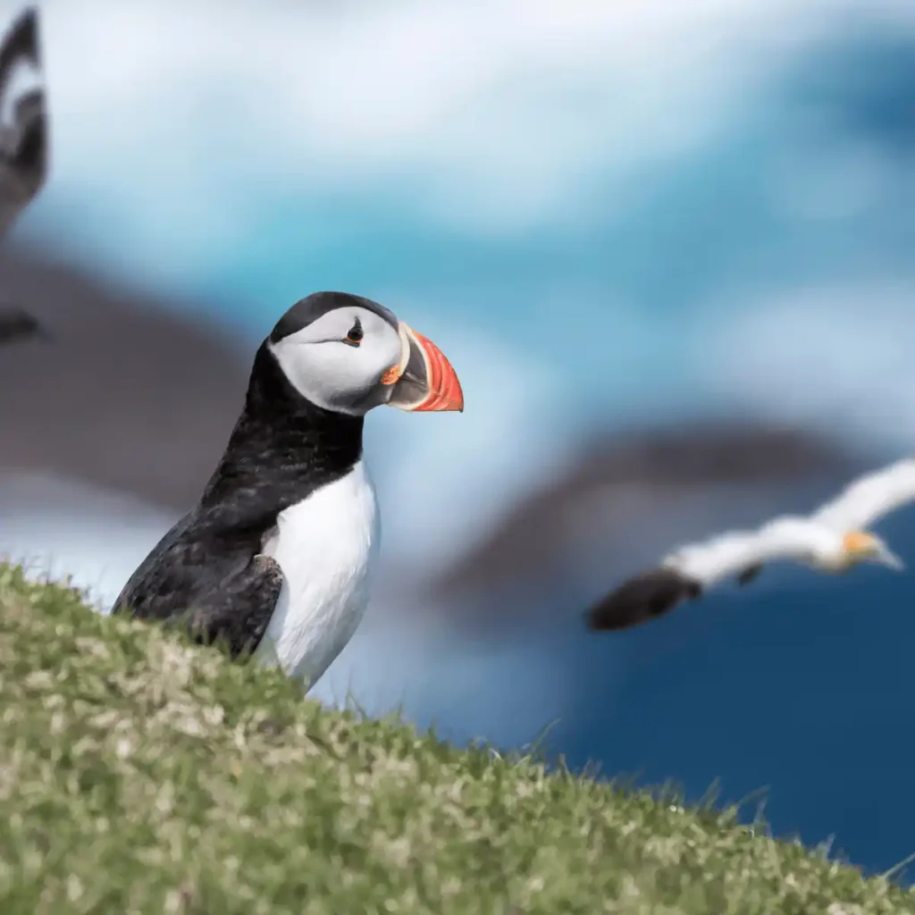 Tour delle Isole Faeroer 5